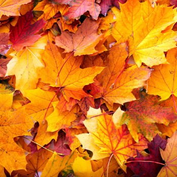 Autumn Leaves: An Inexpensive Way To Decorate For the Fall – FemSide